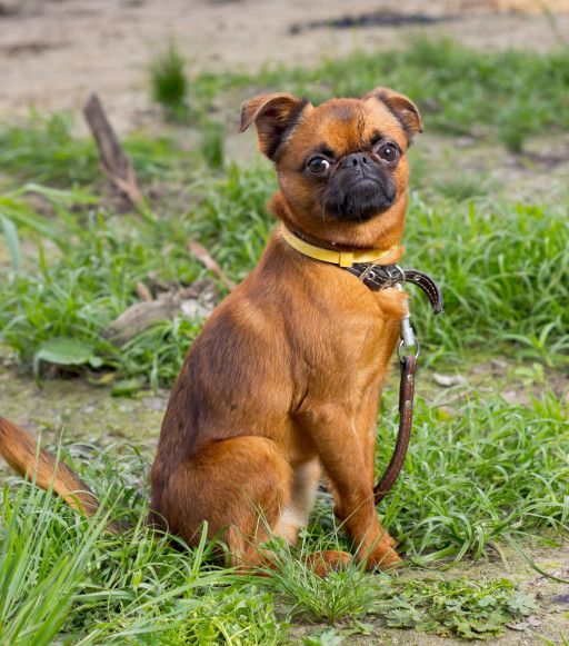 Найти Малый брабансон на Бирже домашних животных | Pet Yes