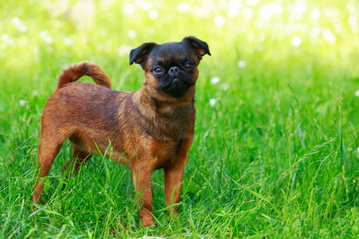 Выбрать Малый брабансон на Бирже домашних животных | Pet Yes