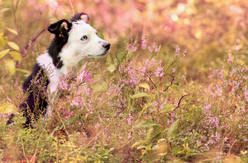 Выбрать Миниатюрная американская овчарка, мини аусси на Бирже домашних животных | Pet Yes