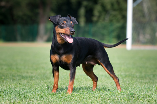 Выбрать Немецкий пинчер на Бирже домашних животных | Pet Yes