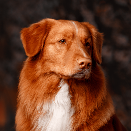 Купить Новошотландский ретривер на Бирже домашних животных | Pet Yes