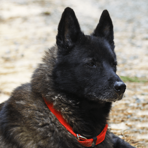 Купить Норвежский черный элкхунд на Бирже домашних животных | Pet Yes