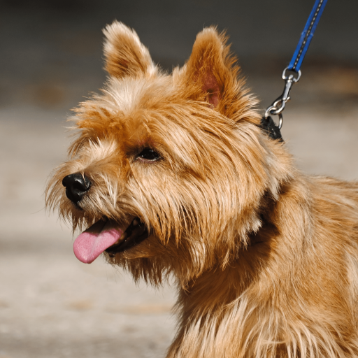 Купить Норвич-терьер на Бирже домашних животных | Pet Yes