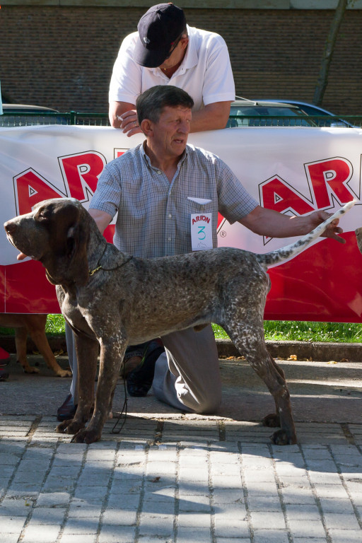Найти Пердигуеро де бургос на Бирже домашних животных | Pet Yes