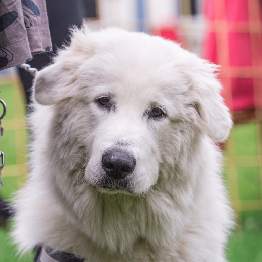 Купить Пиренейская горная собака на Бирже домашних животных | Pet Yes
