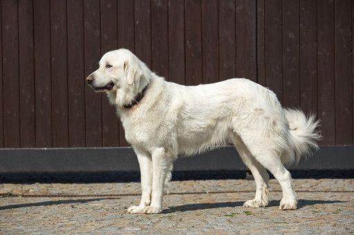 Пиренейская горная собака на Бирже домашних животных | Pet Yes