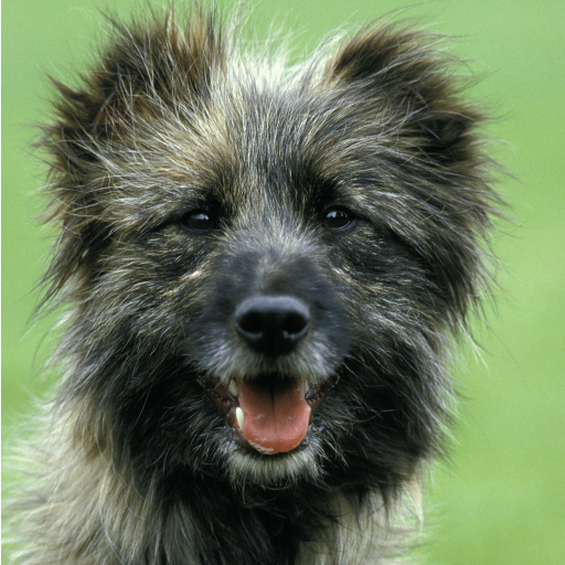 Купить Пиренейская овчарка длинношерстная на Бирже домашних животных | Pet Yes
