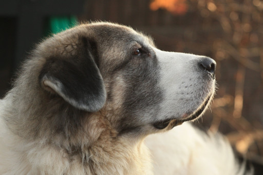 Выбрать Пиренейский мастиф на Бирже домашних животных | Pet Yes