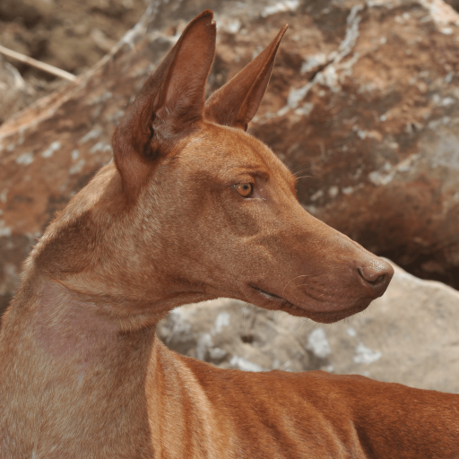Купить Поденко канарио на Бирже домашних животных | Pet Yes