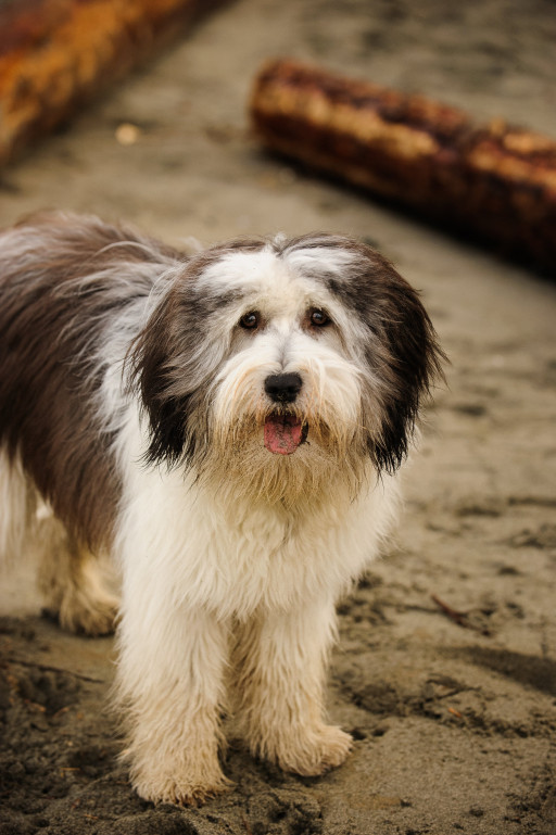 Выбрать Польская низинная овчарка на Бирже домашних животных | Pet Yes