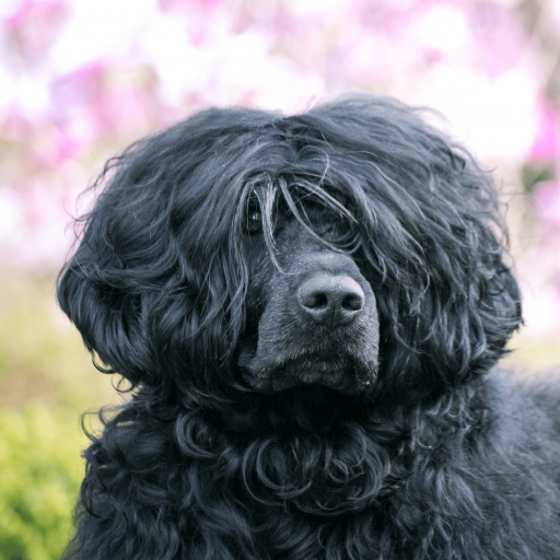 Купить Португальская водяная собака на Бирже домашних животных | Pet Yes
