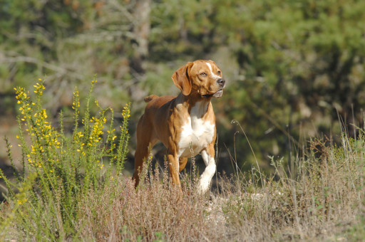 Выбрать Португальская легавая на Бирже домашних животных | Pet Yes