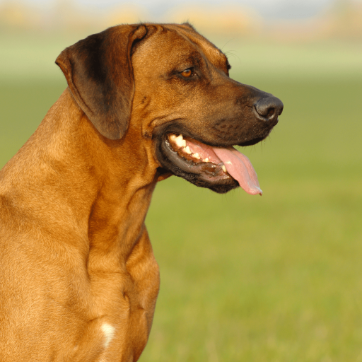 Купить Родезийский риджбек на Бирже домашних животных | Pet Yes