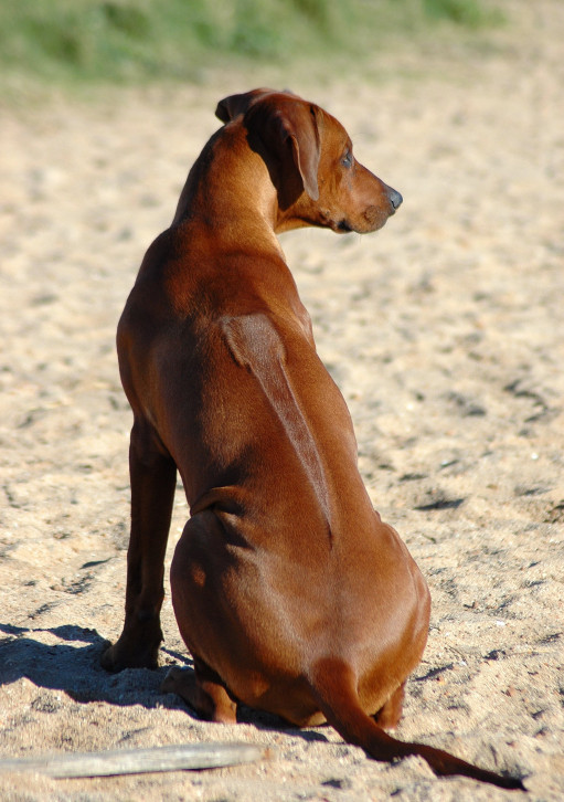 Найти Родезийский риджбек на Бирже домашних животных | Pet Yes