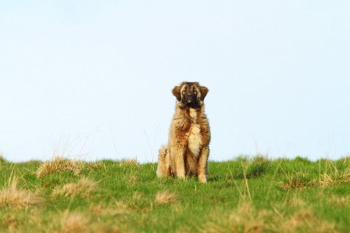 Найти Румынская карпатская овчарка на Бирже домашних животных | Pet Yes