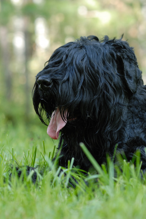 Выбрать Русский черный терьер на Бирже домашних животных | Pet Yes