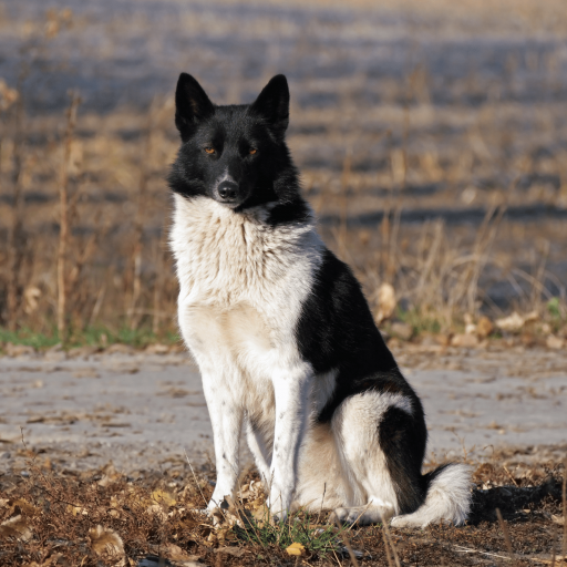 Купить Русско-европейская лайка на Бирже домашних животных | Pet Yes