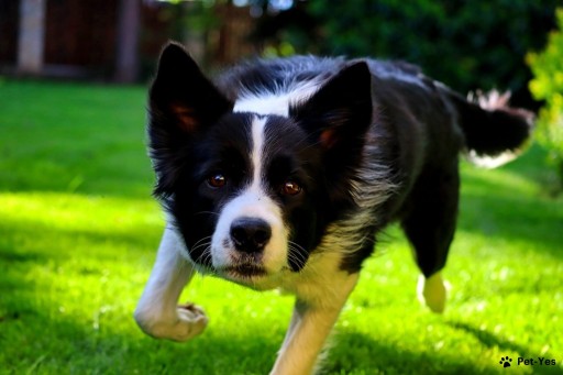 Найти Бордер-колли на Бирже домашних животных | Pet Yes