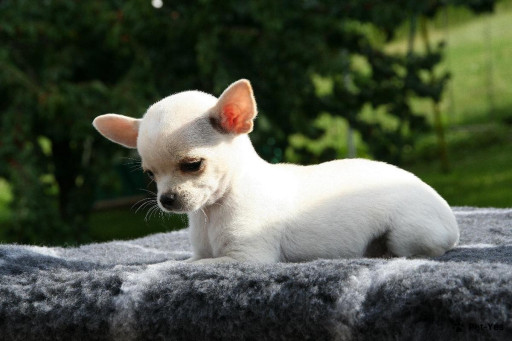 Выбрать Чихуахуа гладкошерстный на Бирже домашних животных | Pet Yes
