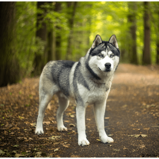 Купить Сибирский хаски на Бирже домашних животных | Pet Yes