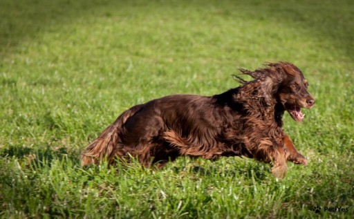 Выбрать Филд-спаниель на Бирже домашних животных | Pet Yes
