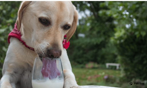 Можно ли собакам давать молоко