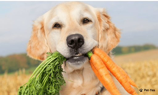 Какие овощи и фрукты можно давать собаке