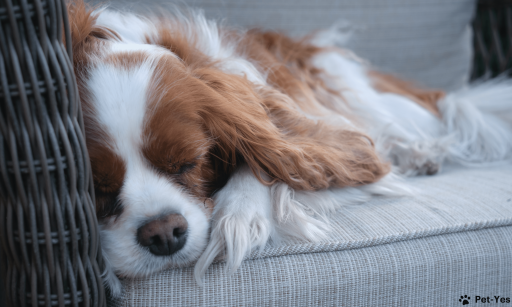 Сколько должна спать собака в сутки