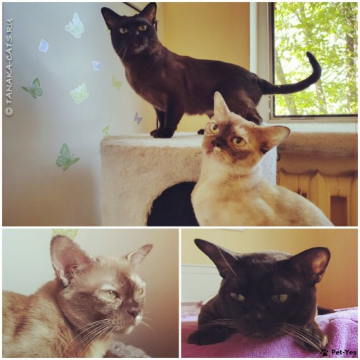 Изображение питомца