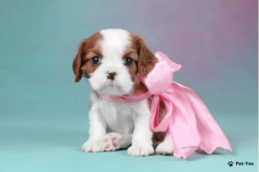 Изображение питомца