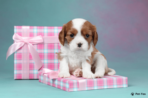 Изображение питомца