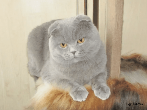 Изображение питомца