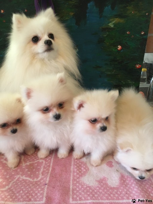 Изображение питомца