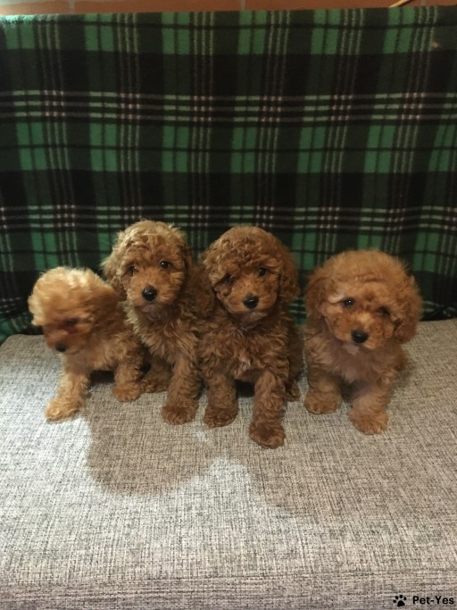 Изображение питомца