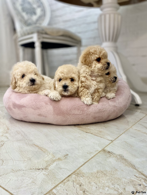 Изображение питомца