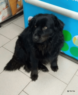 Изображение питомца