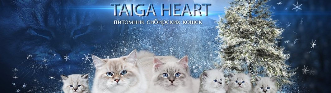 Обложка профиля пользователя